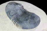 Paralejurus Trilobite Fossil - Foum Zguid, Morocco #75478-3